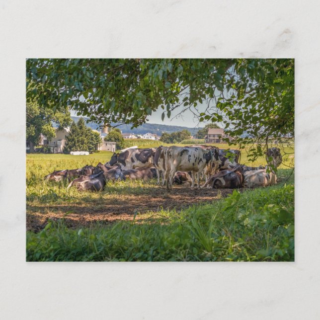 The Cows of Lancanster PA Postcard (Front)