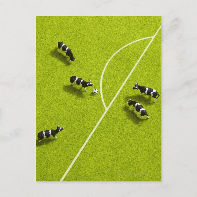 The cows playing soccer postcard (Front)