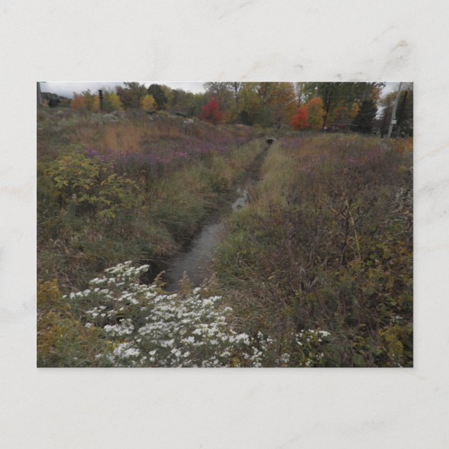 The Creek Postcard (Front)