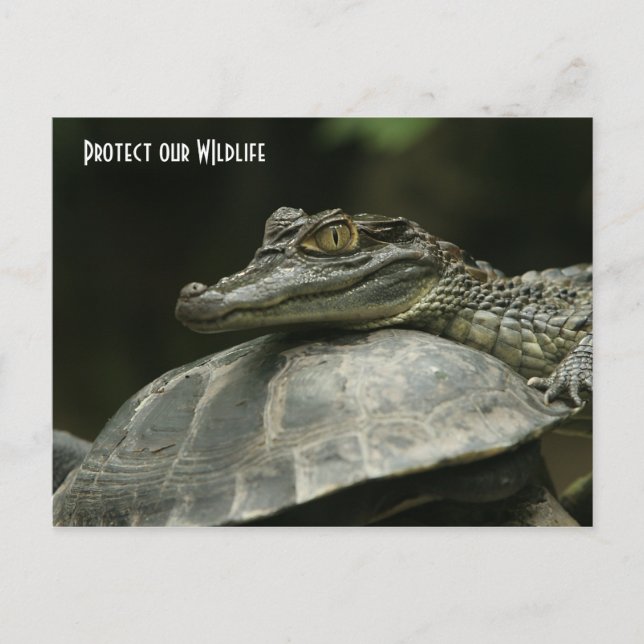 The Crocodile and the Turtle Post Card (Front)