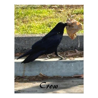 The Crow Photo Print