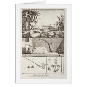 The cultivation of cotton, from the