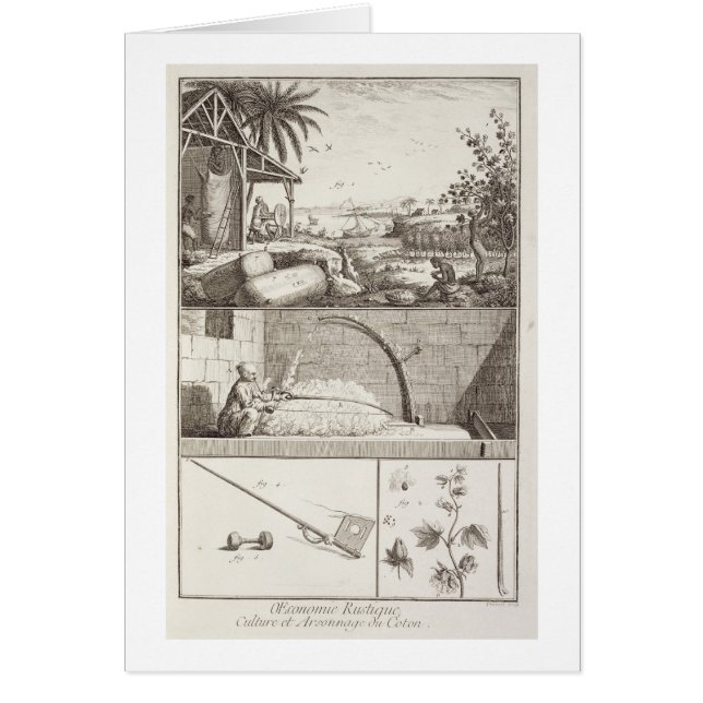 The cultivation of cotton, from the (Front)