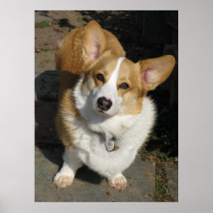 The Curious Corgi Poster