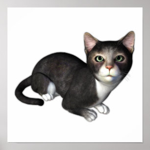 The Curious Grey Kitten Poster