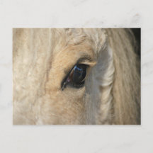 The curls have it American curly horse