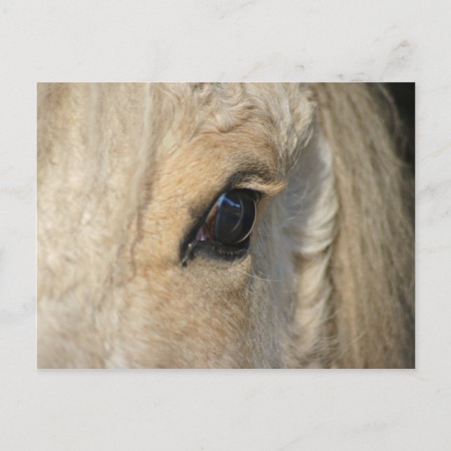 The curls have it American curly horse Postcard (Front)