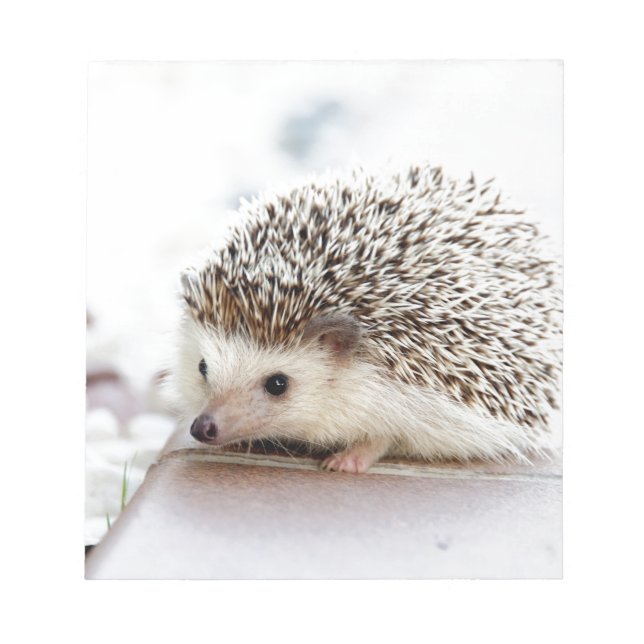 The Cute Baby Hedgehog Notepad (Front)