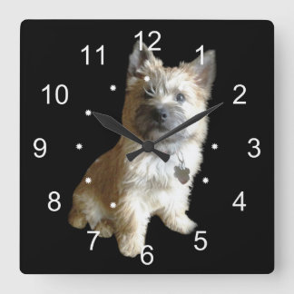 The Cutest Cairn Terrier Ever! Cuter than Toto! Square Wall Clock