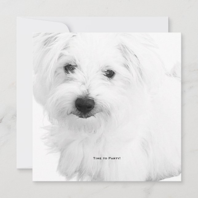 The Cutest Maltese Dog Ever Party Invitation (Front)