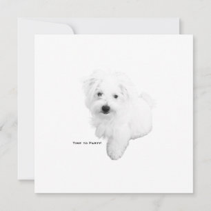 The Cutest Maltese Dog Ever Party Invitation