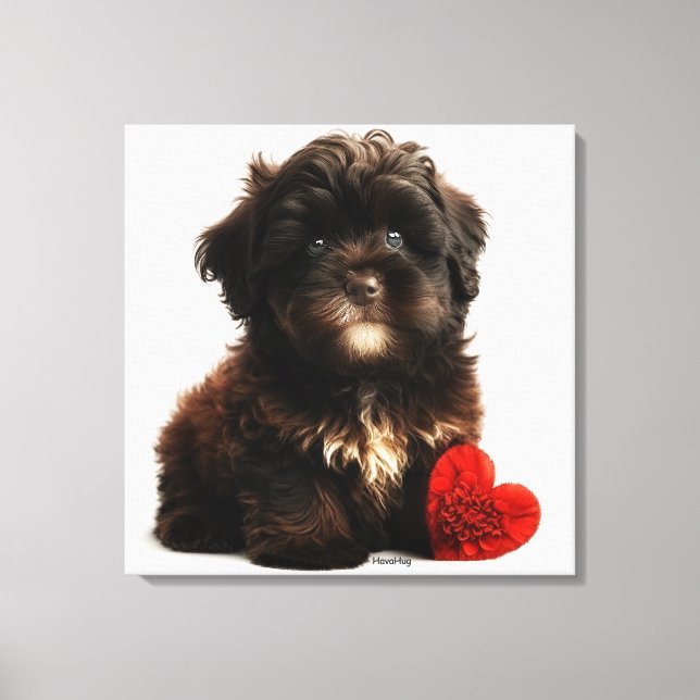 The Cutest Valentine, Chocolate Havanese Puppy Canvas Print (Front)