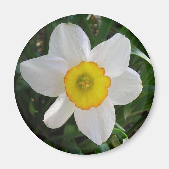 The Daffodil Magnet (Front)