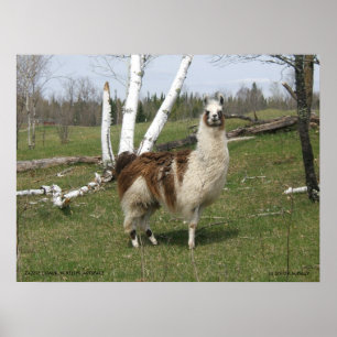 THE DAILY LLAMA POSTER