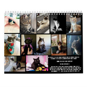 The Daily Mews, Cat Charity Calendar 2025