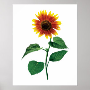 The Dancing Sunflower Poster