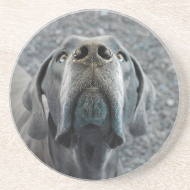 The Dane Nose Coaster (Front)