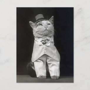 The Dapper Cat, 1906 Postcard