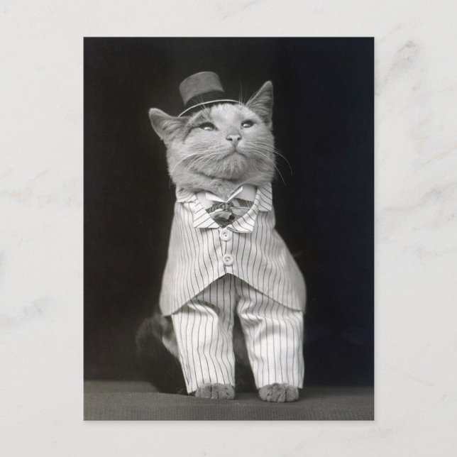 The Dapper Cat, 1906 Postcard (Front)