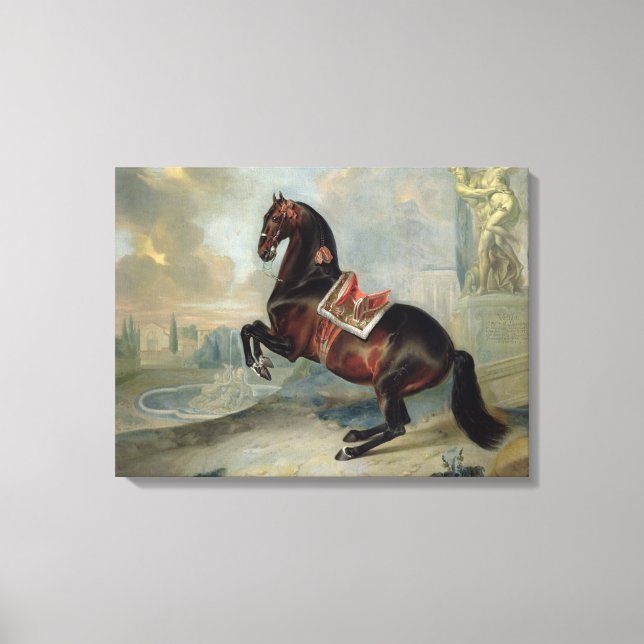 The dark bay horse 'Valido' Canvas Print (Front)