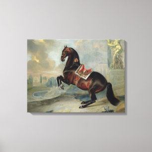 The dark bay horse 'Valido' Canvas Print