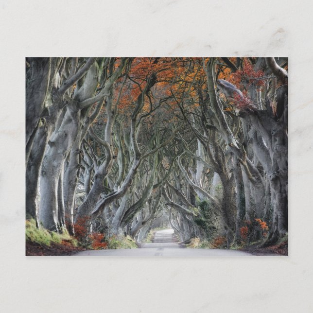 THE DARK HEDGES, BALLYMONEY, IRELAND POSTCARD (Front)