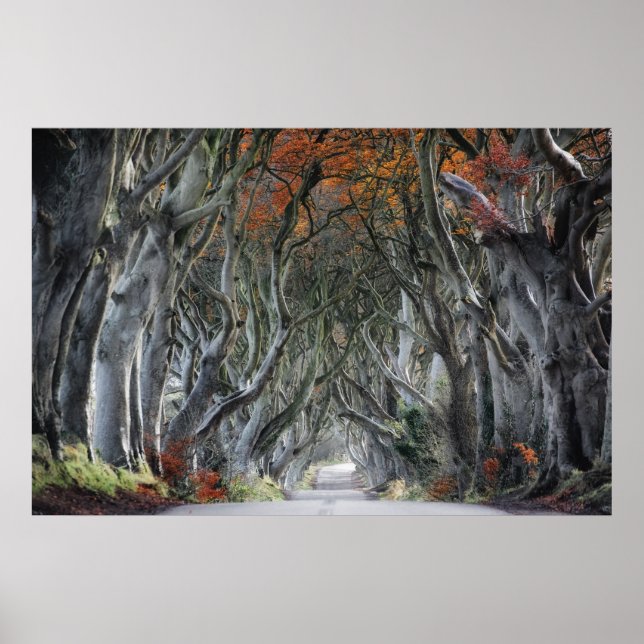 THE DARK HEDGES, BALLYMONEY, IRELAND POSTER (Front)
