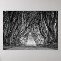 THE DARK HEDGES, CO. ANTRIM, NORTHERN IRELAND