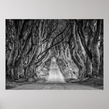 THE DARK HEDGES, CO. ANTRIM, NORTHERN IRELAND