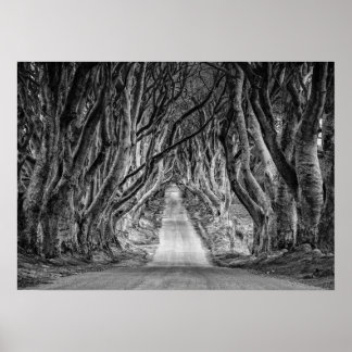 THE DARK HEDGES, CO. ANTRIM, NORTHERN IRELAND POSTER
