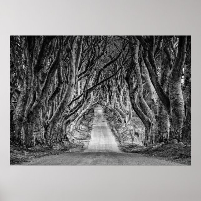 THE DARK HEDGES, CO. ANTRIM, NORTHERN IRELAND POSTER (Front)