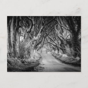 The Dark Hedges in Black&White Postcard
