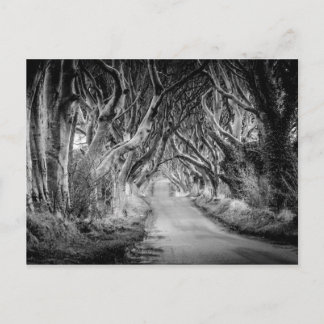 The Dark Hedges in Black&White Postcard