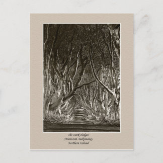 The Dark Hedges, Stranocum, Ballymoney NI postcard