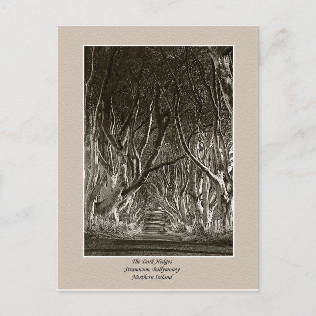 The Dark Hedges, Stranocum, Ballymoney NI postcard (Front)