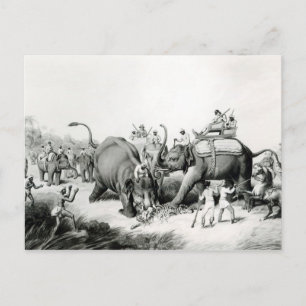 The Dead Tiger Postcard