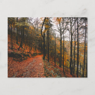 THE DEVIL'S GLEN, WICKLOW MOUNTAINS, IRELAND POSTCARD