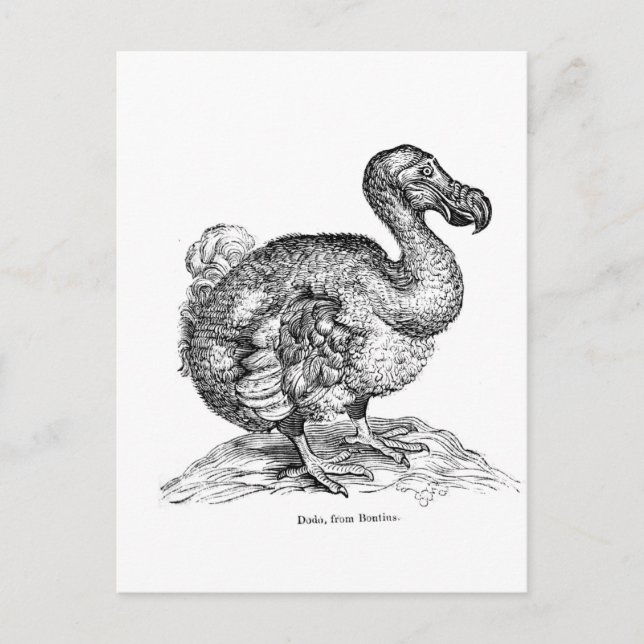 The Dodo Postcard (Front)