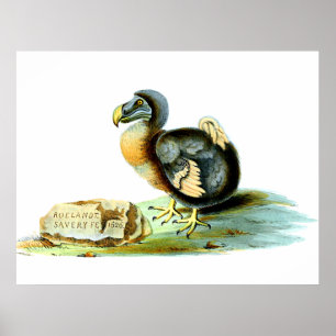 The Dodo Poster