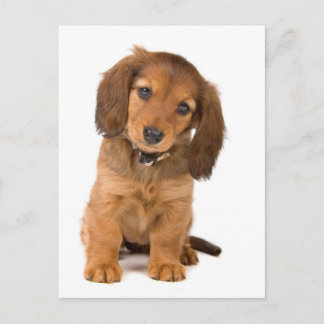 the dog postcard