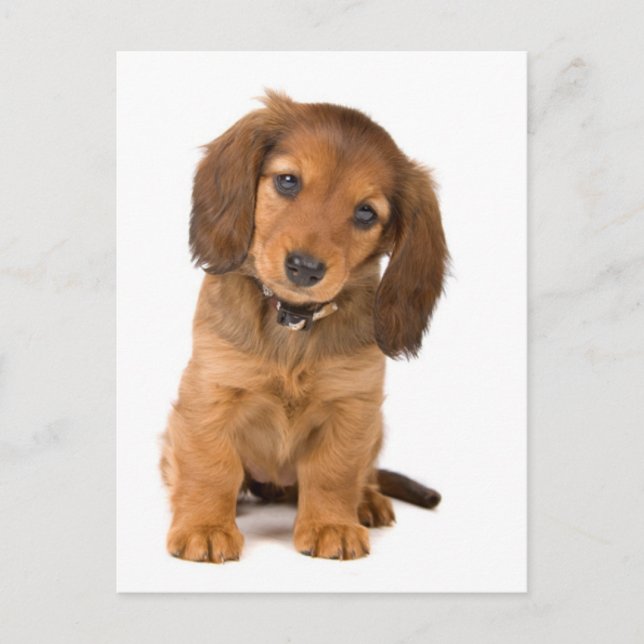 the dog postcard (Front)