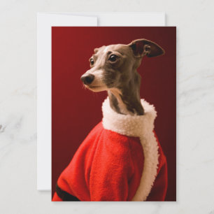 The dog wears Father Christmas's clothes Holiday Card