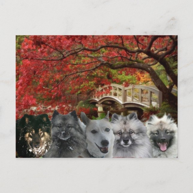 The Dogs of the Inn Postcard (Front)