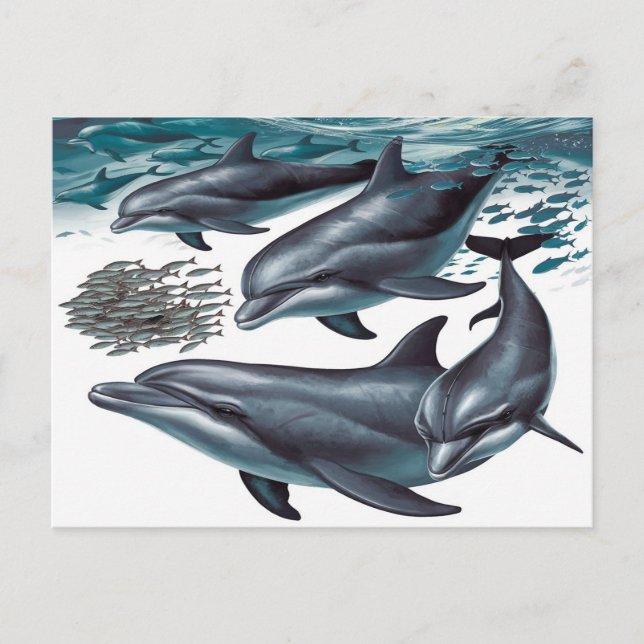 The Dolphins Postcard (Front)