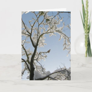 The Dove replies, "Noel." Holiday Card