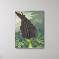 The Dragon Arum, engraved by Ward, from 'The Templ