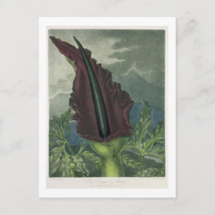 The Dragon Arum, engraved by Ward, from 'The Templ Postcard