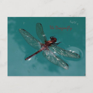 The Dragonfly Postcard