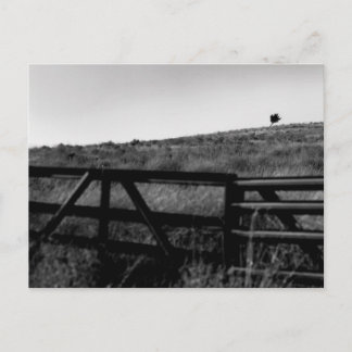 The Drama of a Lonely Tree Postcard
