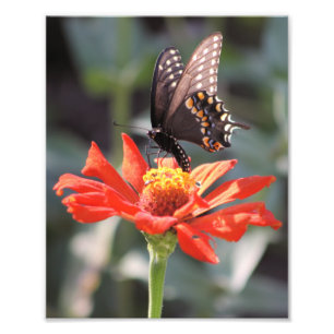 The Dramatic One Butterfly Photograph